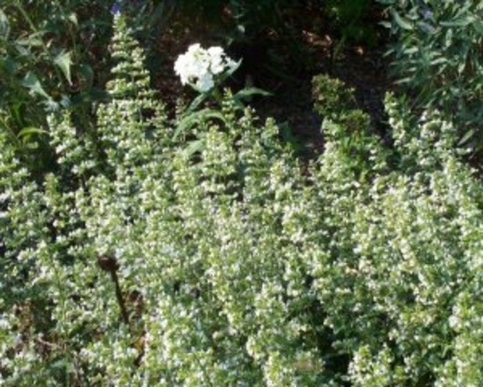 Lesser Calamint - Calamintha nepeta ssp. glandulosa 'White Cloud' 