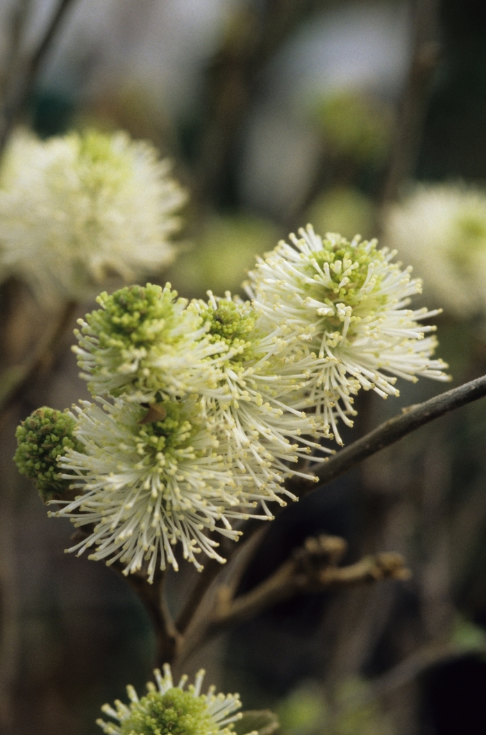 'Mount Airy' Mount Airy Fothergilla - Fothergilla major 'Mount Airy' 