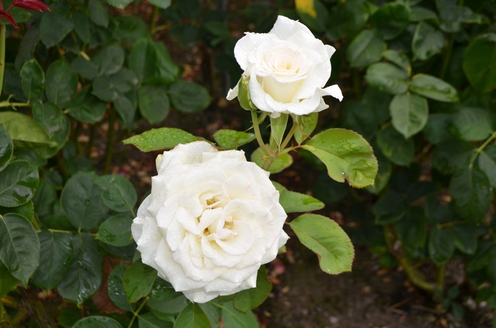 Secrets Out!™ Rose - Rosa 'Witharoma' PP21373