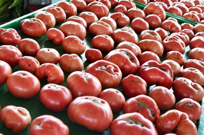 Tomato - Lycopersicon esculentum 'German Johnson' 
