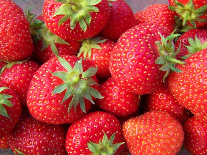 Strawberry - Fragaria x ananassa 'Honeoye'