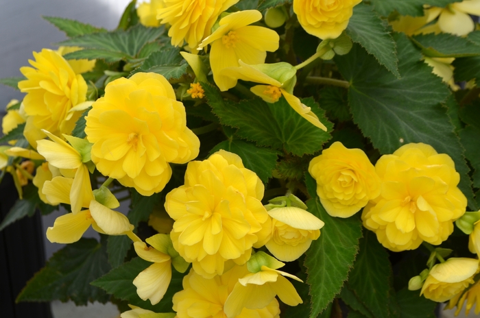 Begonia - Begonia Nonstop® 'Joy Yellow'