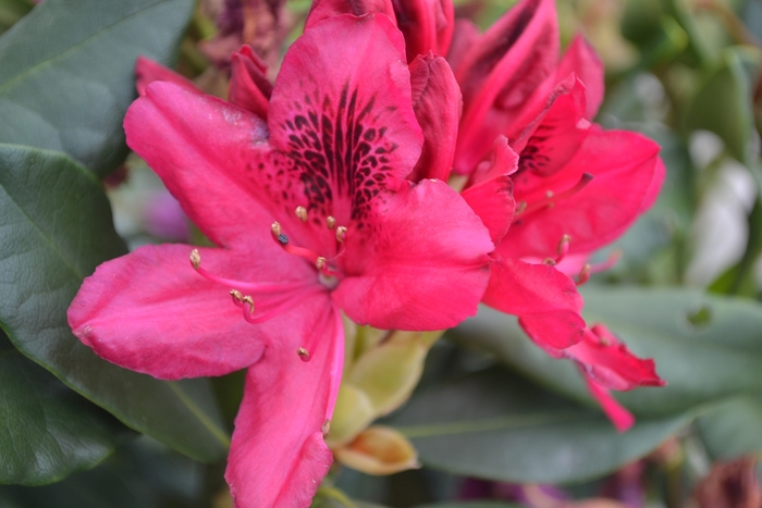 'Nova Zembla' Rhododendron - Rhododendron 'Nova Zembla'