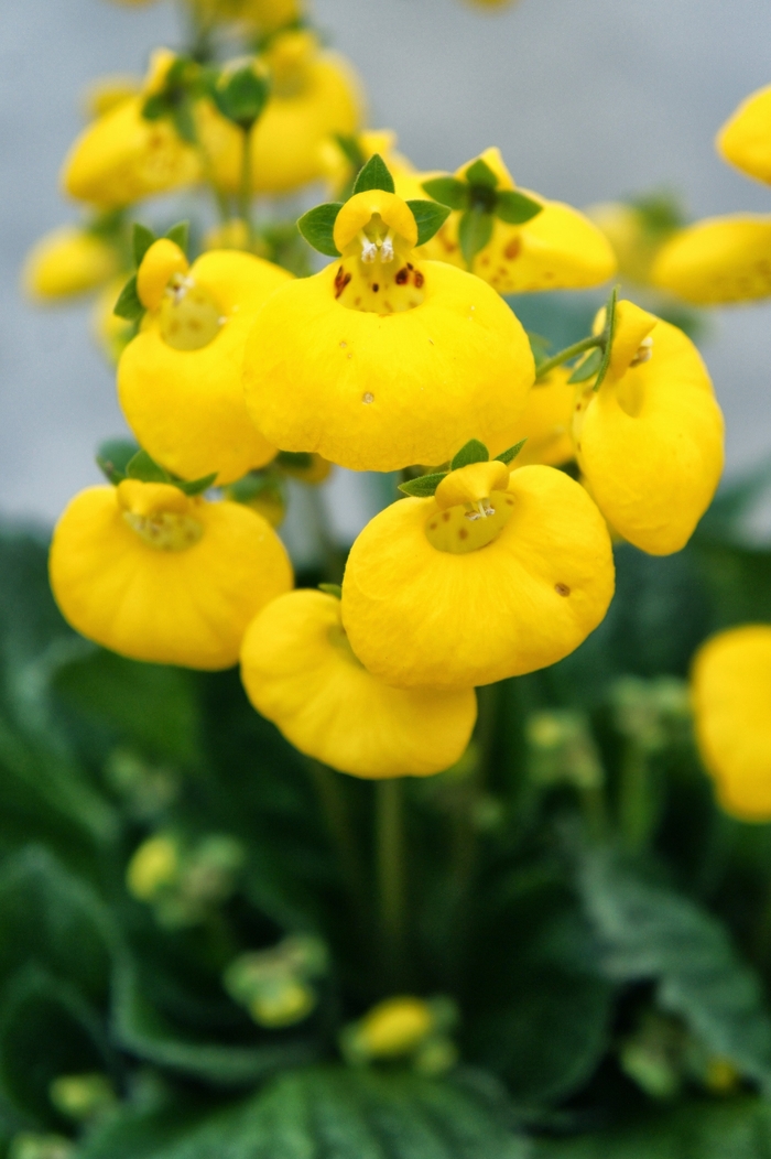 Calceolaria - Calceolaria Calynopsis™ 'Yellow'