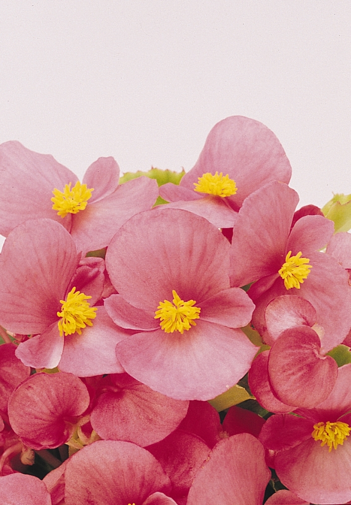 Begonia - Begonia 'Prelude 'Pink'