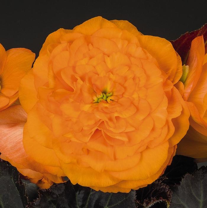 Begonia, Nonstop® - Begonia x tuberhybrida 'Nonstop® Mocca Bright Orange'