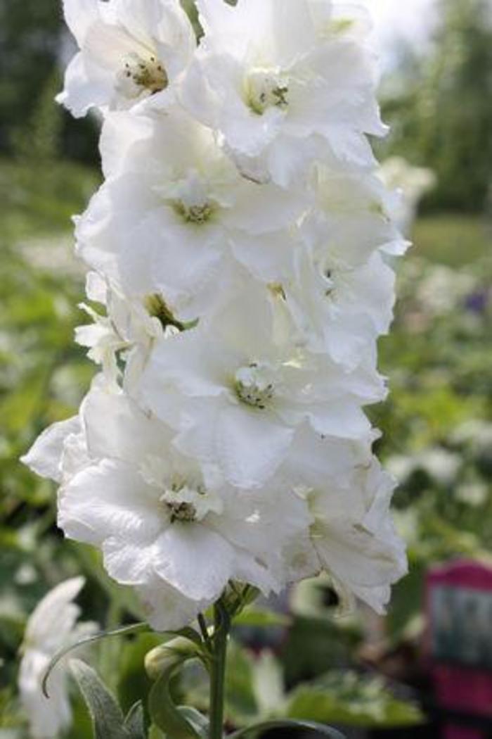 Larkspur - Delphinium 'Magic Fountains Pure White'