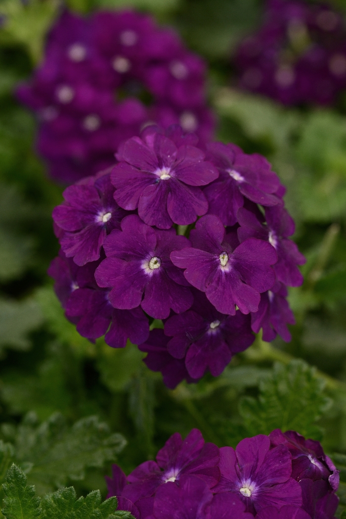 Verbena - Verbena peruviana 'Firehouse™ Purple'
