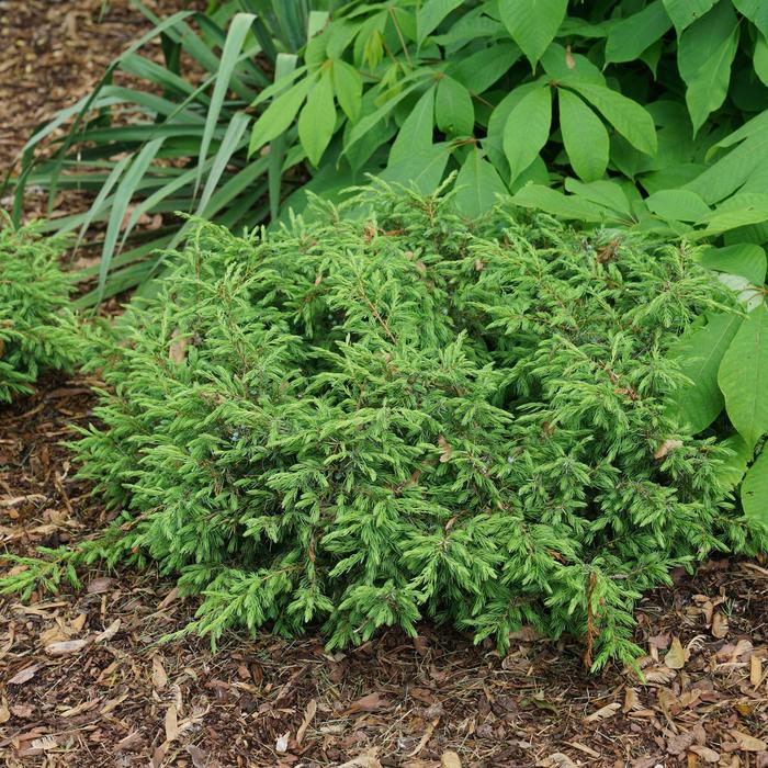 Tortuga® Juniper - Juniperus communis