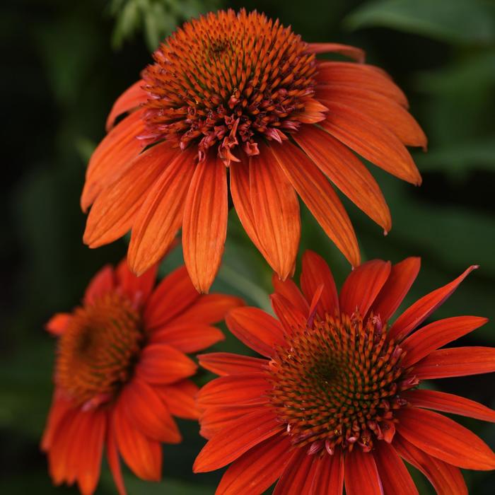 Coneflower - Echinacea Sombrero® 'Fiesta Orange'