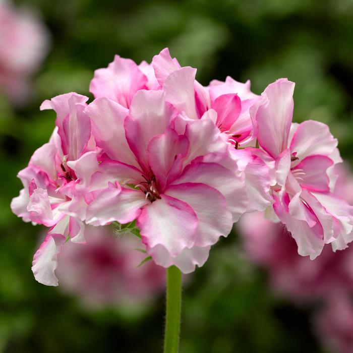 Geranium, Ivy - Pelargonium peltatum Ivy League™ 'Cherry Blossom'