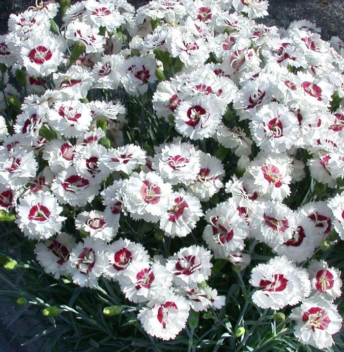 Border Carnation - Dianthus Scent First® 'Coconut Surprise'