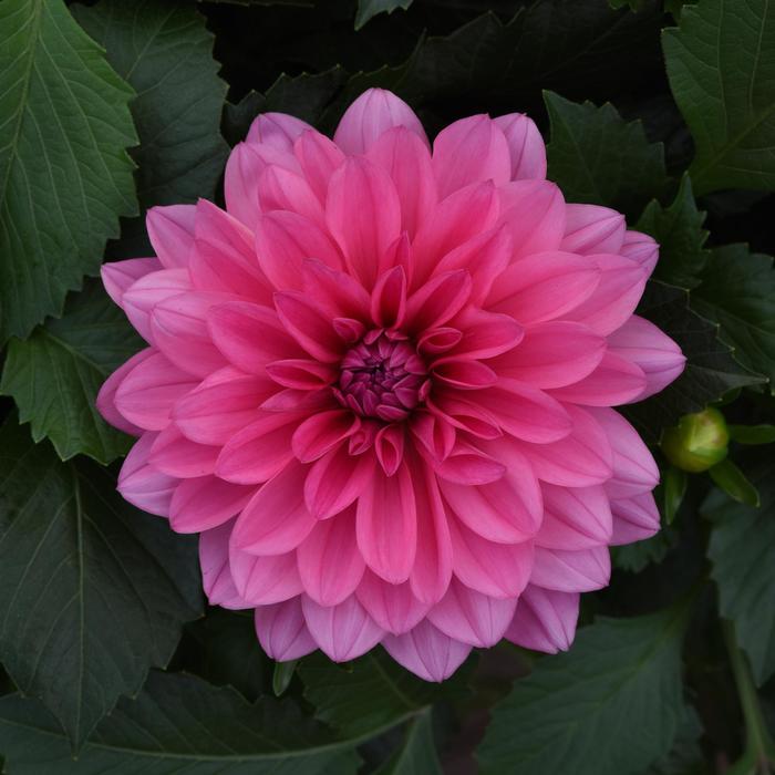 Dahlia - Dahlia Venti™ 'Light Rose'