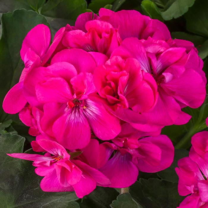 Geranium, Hybrid - Pelargonium (Interspecific Geranium) Calliope® Medium Dark Pink