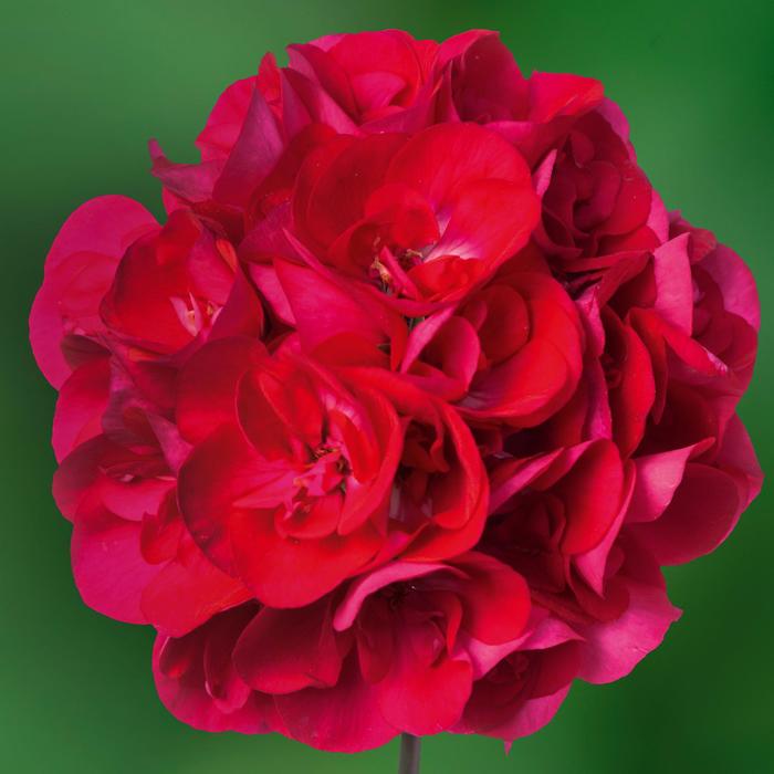 Geranium, Hybrid - Pelargonium Calliope® Medium Hot Rose