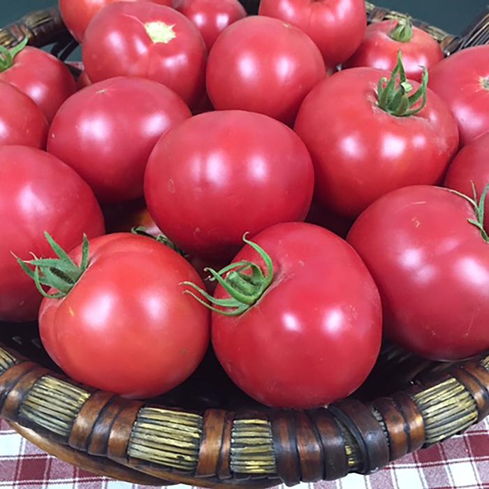 Tomato - Lycopersicon lycopersicum 'Mountain Rouge' 