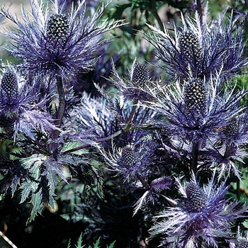 Eryngium alpinum 'Blue Star®' - Sea Holly