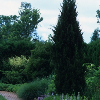 Juniperus virginiana 'Idyllwild' - 'Idyllwild' Juniper