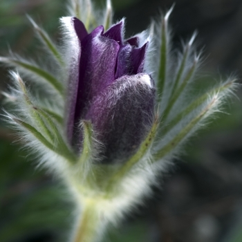 Pulsatilla vulgaris - Pasque Flower