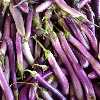 Solanum melongena 'Pingtung Long' - Eggplant