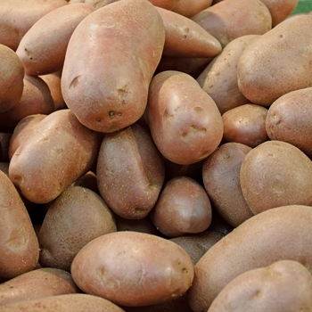 Solanum tuberosum 'Norkotah' - Potato