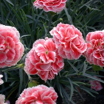 Dianthus Scent First® 'Coral Reef' - Border Carnation 