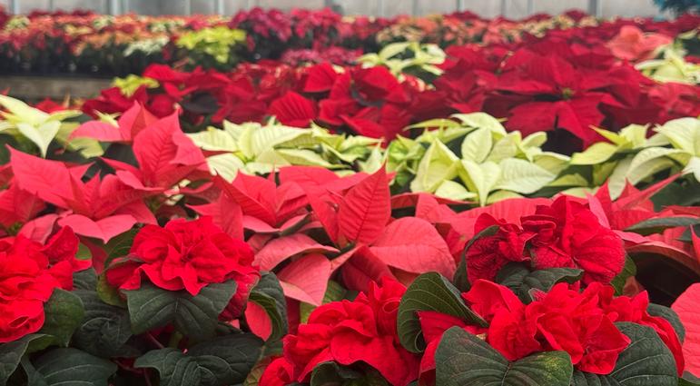 Poinsettias, not just for Christmas