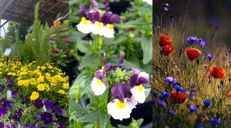 Planting the Color Wheel Part 2: Complementary Colors