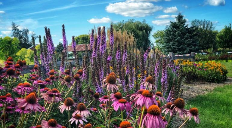 Coneflower, blazing star, and other perennial flowers at Ebert's Greenhouse Village