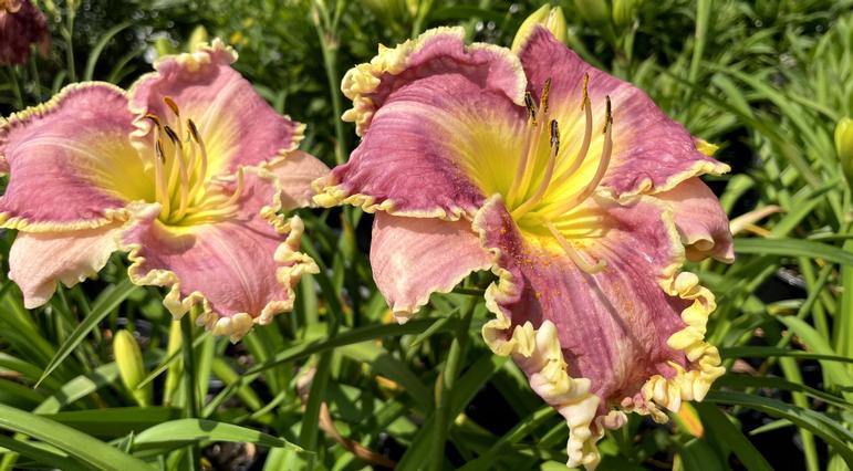 Raspberry Eclipse Daylily