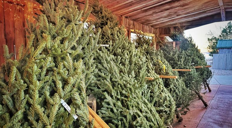 Caring for Your Christmas Tree: Tips for Fresh-Cut Joy