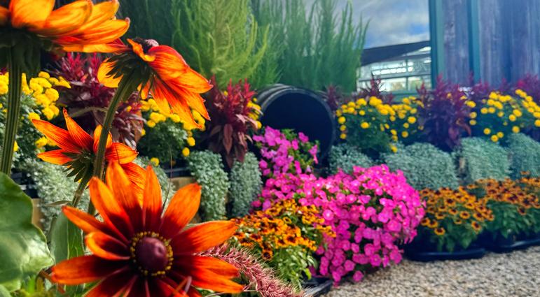 The Fall Garden Isn't Dead- It's Just Getting Started!