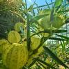 Hairy Balls Milkweed