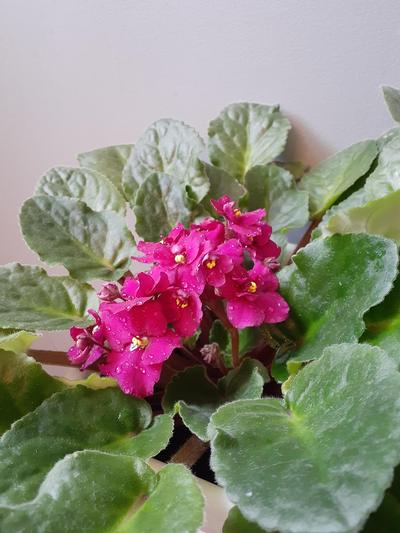 Ebert's Greenhouse