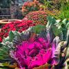 The Fall Garden Isn't Dead- It's Just Getting Started!