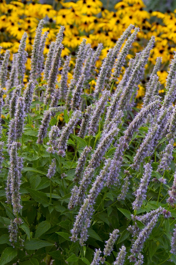 Anise Hyssop - Agastache 'Blue Fortune'