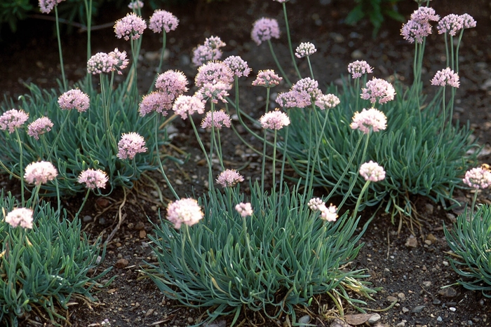 Ornamental Onion - Allium senescens 'Glaucum' 