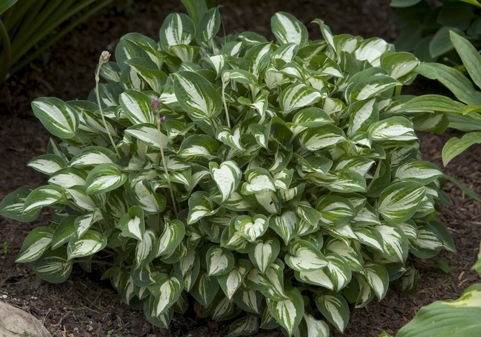 Plantain Lily - Hosta 'Pandora's Box' 