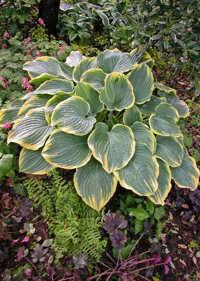 Plantain Lily - Hosta 'Sagae' 