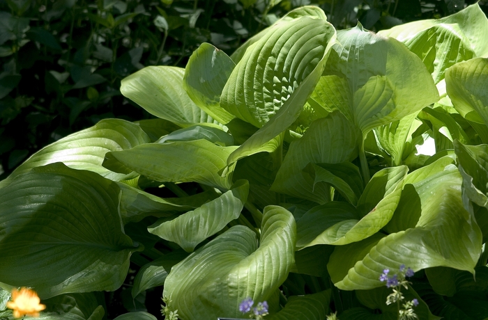 Plantain Lily - Hosta 'Sum and Substance'
