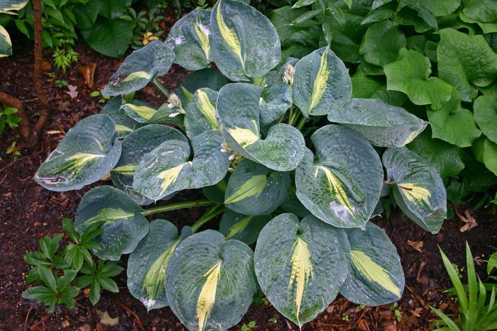 Plantain Lily - Hosta 'Thunderbolt' Plantain Lily - Hosta 'Thunderbolt'