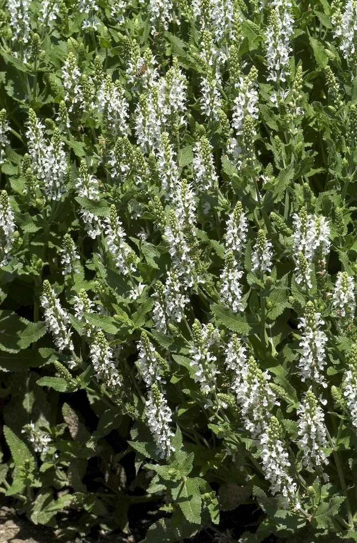  Medaow Sage - Salvia x sylvestris 'Snow Hill'