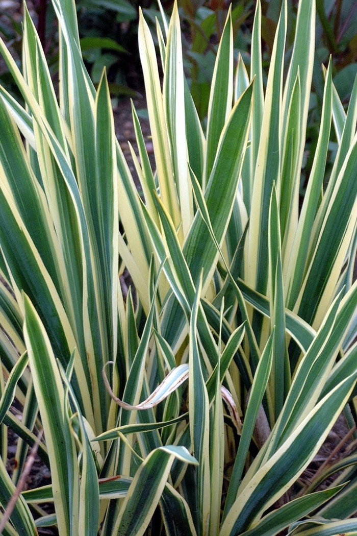 Adam's Needle - Yucca filamentosa 'Bright Edge' 