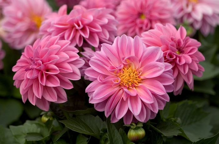 Dahlietta® Emily - Dahlia Dahlietta® Emily - Dahlia