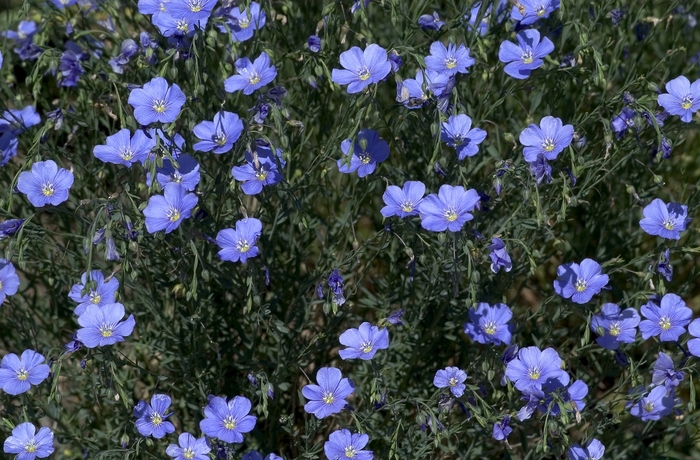 Flax - Linum perenne 'Sapphire'