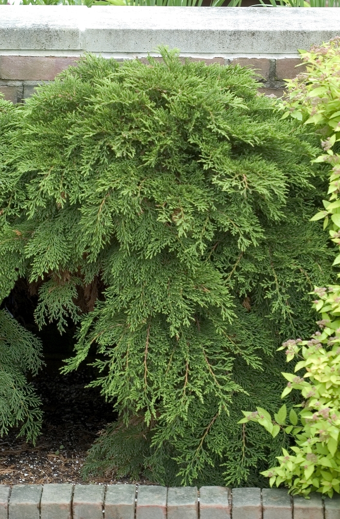 Creeping Siberian Cypress - Microbiota decussata