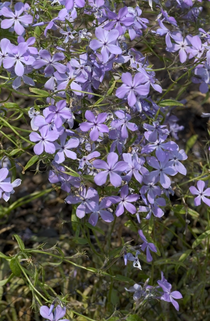 Lapham's Phlox - Phlox divaricata ssp. laphamii