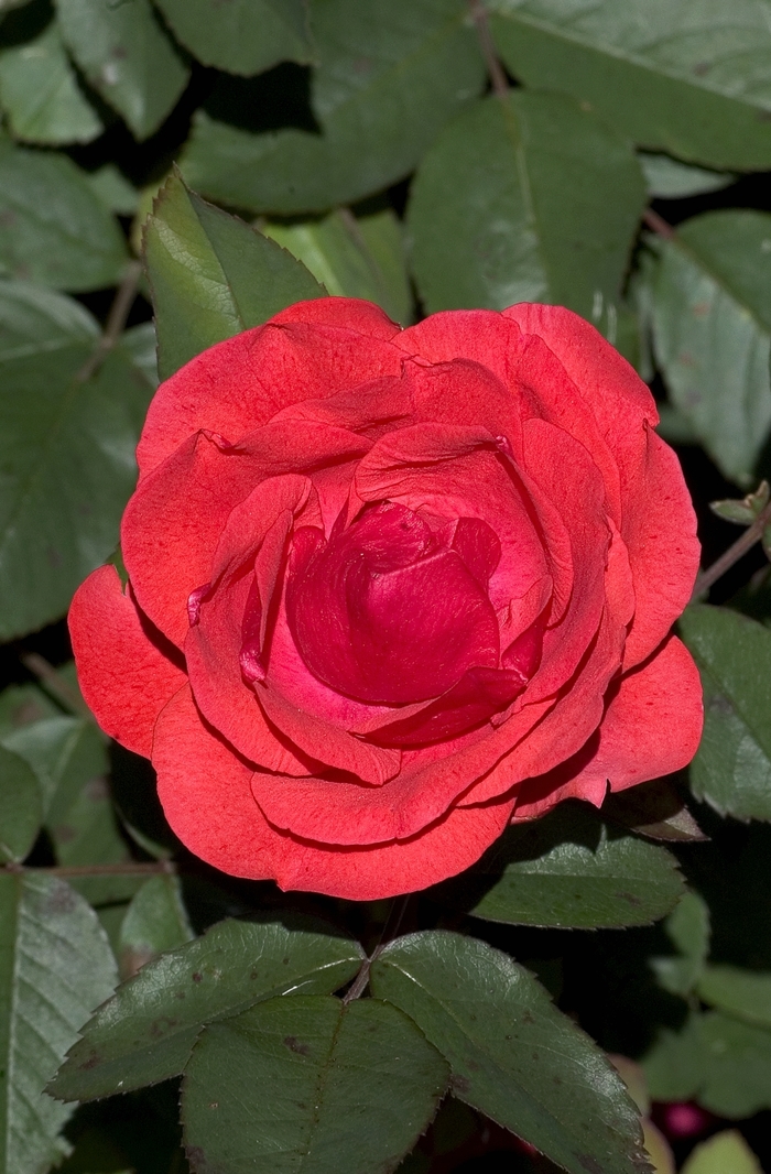 Morden Fireglow Rose - Rosa 'Morden Fireglow'
