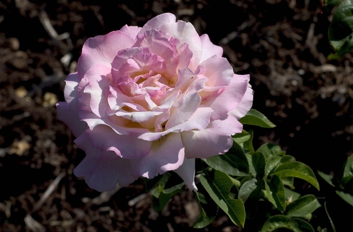 Peace Rose - Rosa 'Peace'
