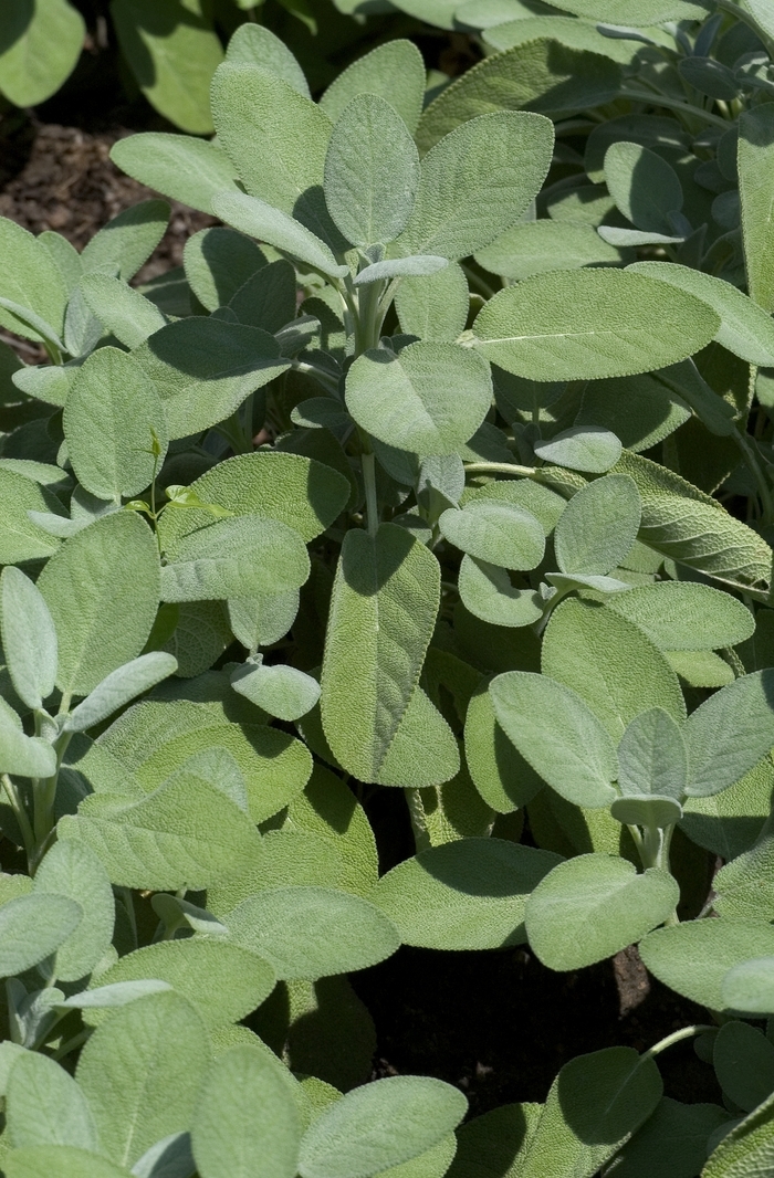 Sage - Salvia officinalis 'Berggarten'
